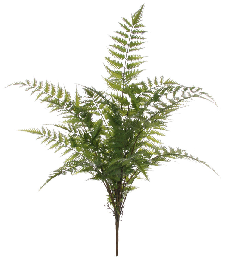 Large Green Fern Bush