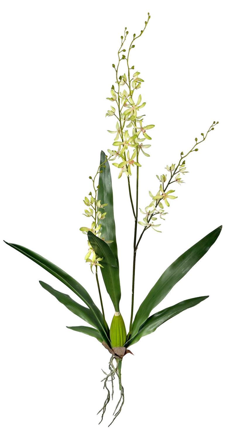 Green Cymbidium Orchid Plant