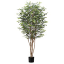 6' Huckleberry Tree