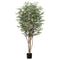 6' Huckleberry Tree