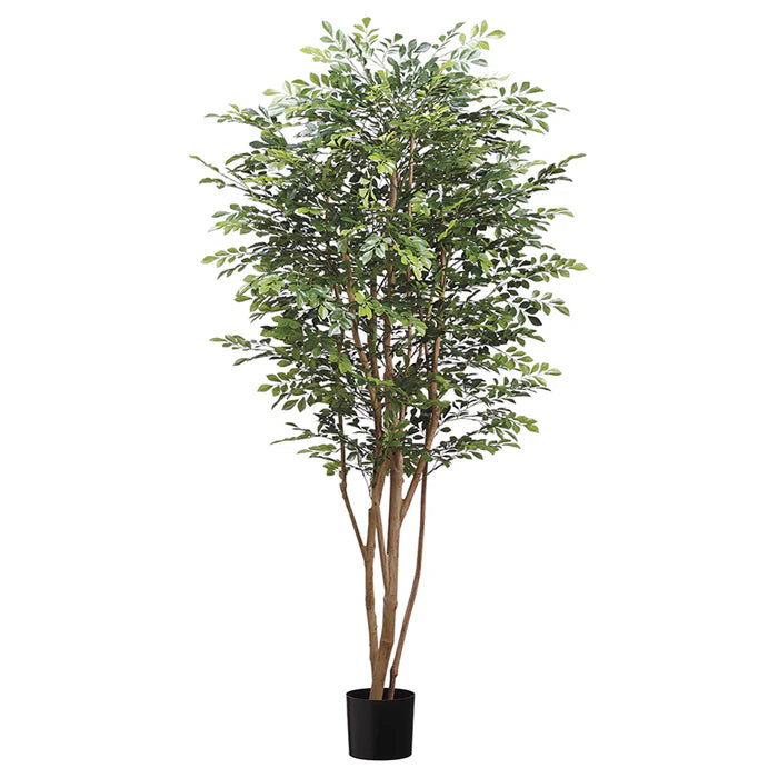 6' Huckleberry Tree