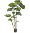 7' Monstera Tree
