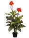 48" Red Canna Plant in Pot