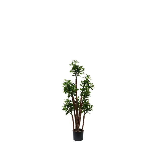 2' Potted Jade Plant – Up For Grabs Naples