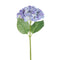Blue Hydrangea Stem