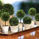 Mini Preserved Boxwood Topiary