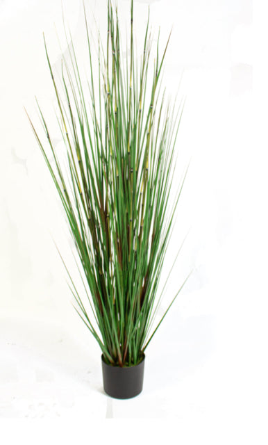3.5 Potted Horsetail Grass