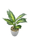 Dieffenbachia Plant