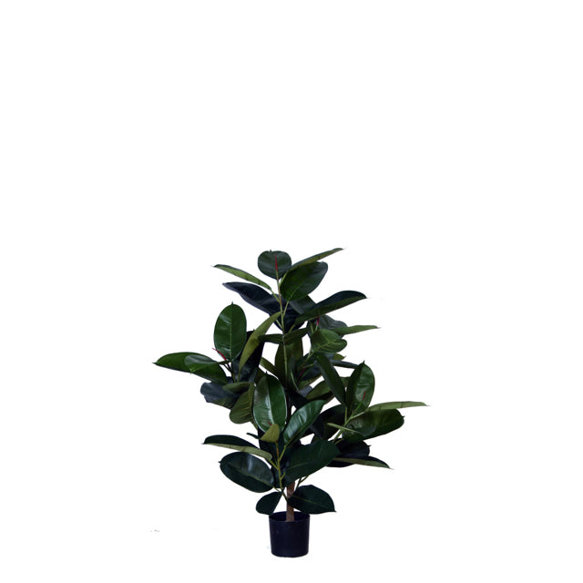 4' Potted Rubber Plant