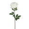 White Peony Stem