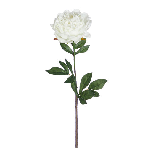 White Peony Stem