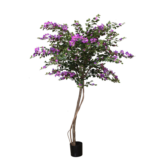 7' Asian Purple Bougainvillea Tree