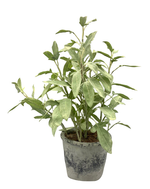 Potted Herb Plant