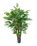 4' Potted Murraya Tree